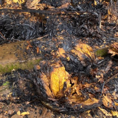 Fogo consumiu 200 grampos de tabaco que estava secando (Foto ilustrativa: Júlia Brandemburg)