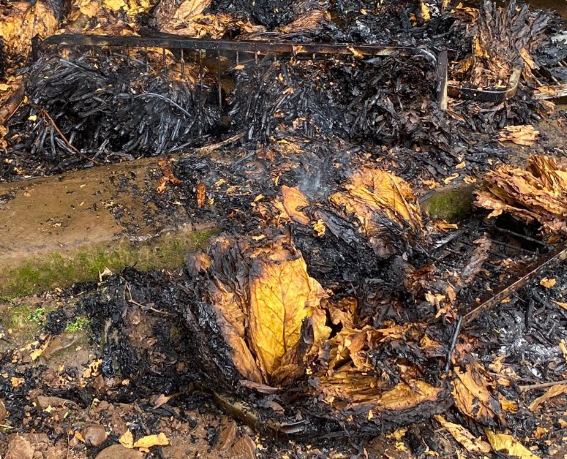 Fogo consumiu 200 grampos de tabaco que estava secando (Foto ilustrativa: Júlia Brandemburg) Fogo consumiu 200 grampos de tabaco que estava secando (Foto ilustrativa: Júlia Brandemburg)