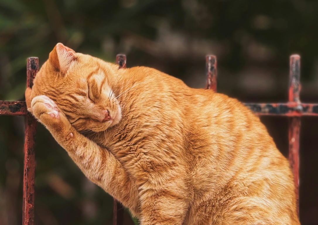 Doença círcula especialmente entre gatos (Foto: Pexels/Divulgação)