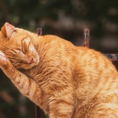 Doença círcula especialmente entre gatos (Foto: Pexels/Divulgação)