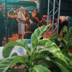 Lavouras demonstrativas foram conduzidas pela equipe da CTA