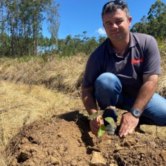 Henrique Silveira dos Santos, coordenador florestal da Haas Madeiras, com uma muda da espécie Triclone, que não é encontrada na região serrana de Venâncio (Foto: Débora Kist/Folha do Mate)
