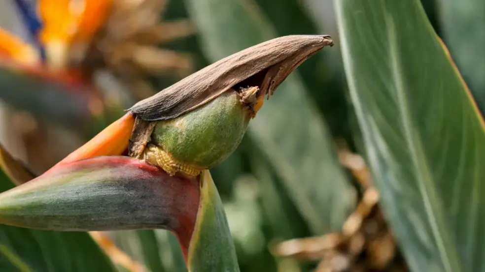 A estrelícia deixa de florir quando esse detalhe do ciclo passa despercebido A estrelícia deixa de florir quando esse detalhe do ciclo passa despercebido