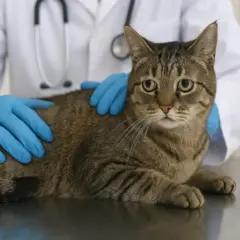 Como proteger seu gato do alimento inofensivo para humanos que pode causar diarreia no pet