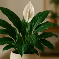 Como regar seu lírio da paz do jeito certo para ter folhas de verde intenso