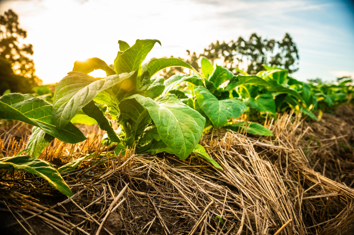 Um solo protegido e bem manejado é a base para produtividade e sustentabilidade no campo (Foto: Gelson Pereira/Divulgação CBT)