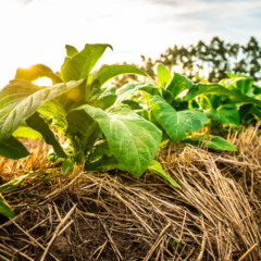 Um solo protegido e bem manejado é a base para produtividade e sustentabilidade no campo (Foto: Gelson Pereira/Divulgação CBT)
