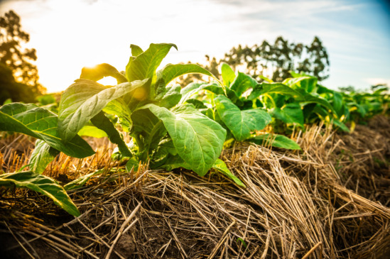 Um solo protegido e bem manejado é a base para produtividade e sustentabilidade no campo (Foto: Gelson Pereira/Divulgação CBT)