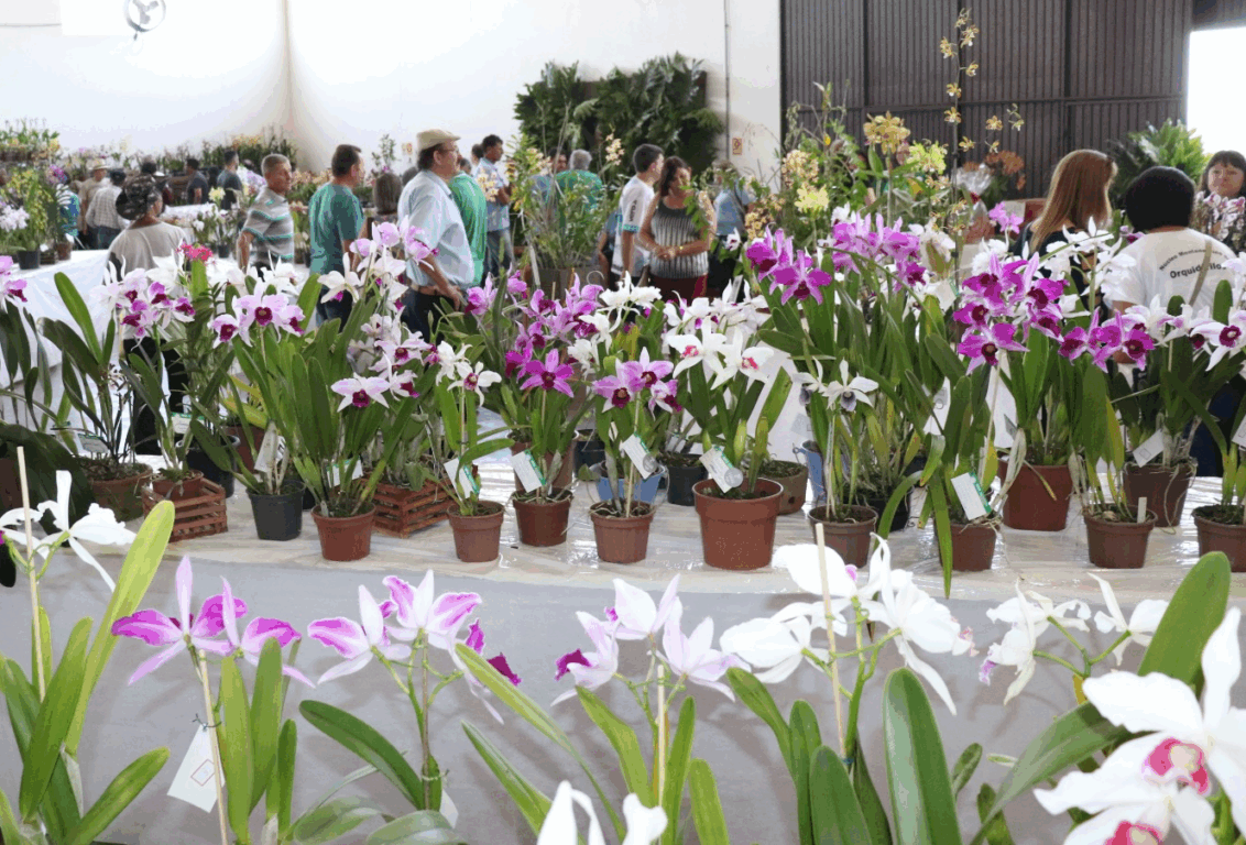 Mais uma vez, Seubv abriga principal eventos de orquidófilos do Rio Grande do Sul