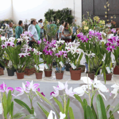 Mais uma vez, Seubv abriga principal eventos de orquidófilos do Rio Grande do Sul