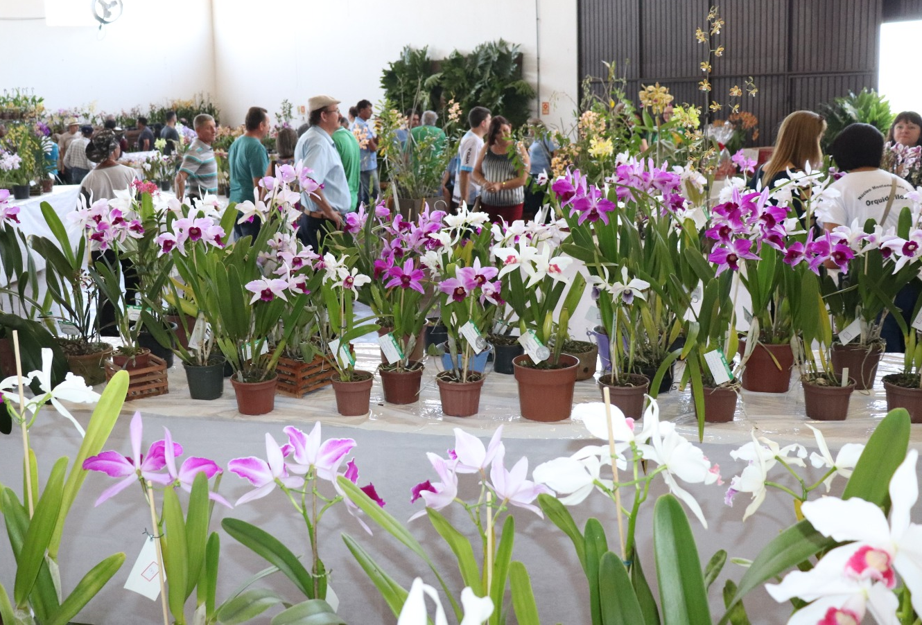 Mais uma vez, Seubv abriga principal eventos de orquidófilos do Rio Grande do Sul