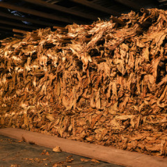 Foto: Divulga&ccedil;&atilde;o/Afubra