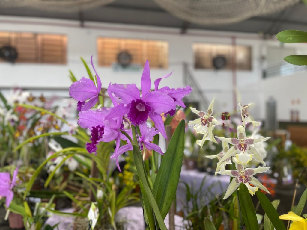 (Foto: Júlia Brandenburg/Folha do Mate) (Foto: Júlia Brandenburg/Folha do Mate)