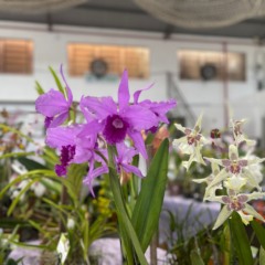 (Foto: Júlia Brandenburg/Folha do Mate)