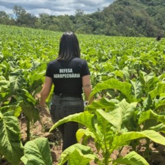 (Foto: Divulgação/Seapi)