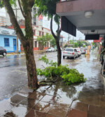 Em alguns pontos da cidade foi registrada a queda de galhos (Foto: Felipe Rosa)