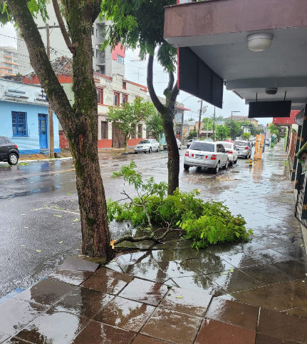 Em alguns pontos da cidade foi registrada a queda de galhos (Foto: Felipe Rosa) Em alguns pontos da cidade foi registrada a queda de galhos (Foto: Felipe Rosa)