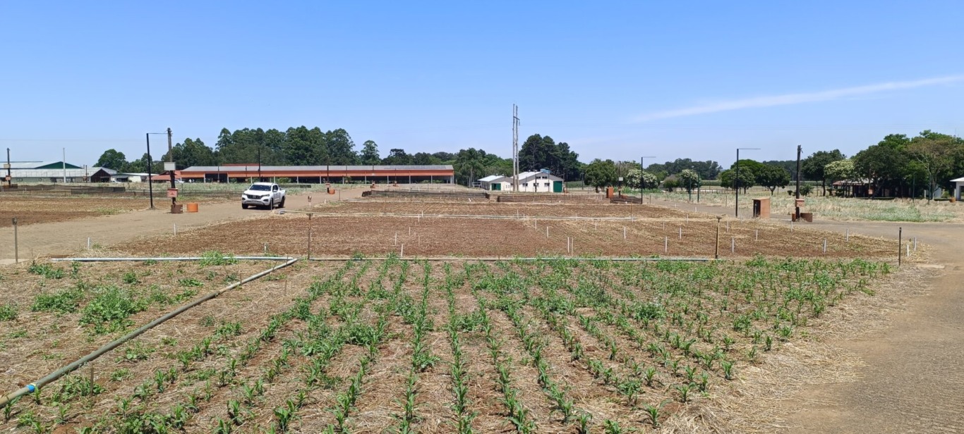 Lavouras demonstrativas da 24ª Expoagro Afubra já estão em preparação