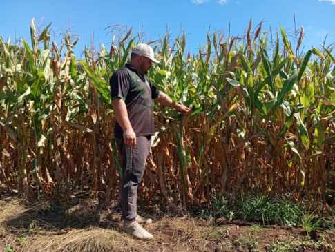 Rodrigo Herrmann, morador de Vila Teresinha, confirma que 2025 foi uma safra melhor de milho em relação a 2024 (Foto: Arquivo pessoal)