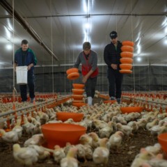 Aviários da família Hein, de Linha Herval, têm capacidade de 180 mil aves alojadas por lote (Foto: Cristiano Rosa/Agência Traço D)