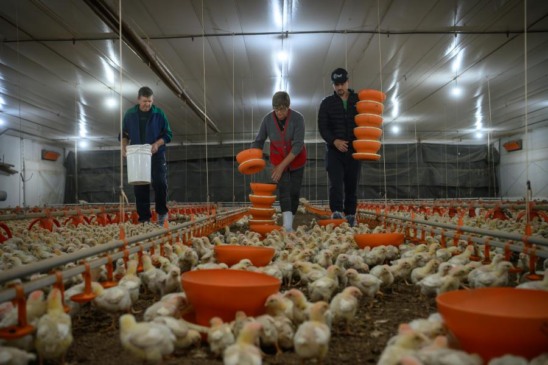 Aviários da família Hein, de Linha Herval, têm capacidade de 180 mil aves alojadas por lote (Foto: Cristiano Rosa/Agência Traço D)