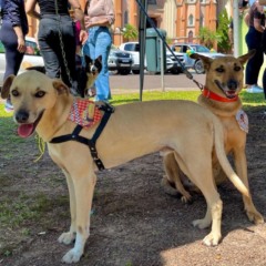 Animais disponíveis para adoção recebem vacinação e castração (Foto: Arquivo)