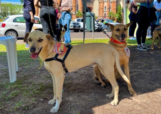 Animais disponíveis para adoção recebem vacinação e castração (Foto: Arquivo)