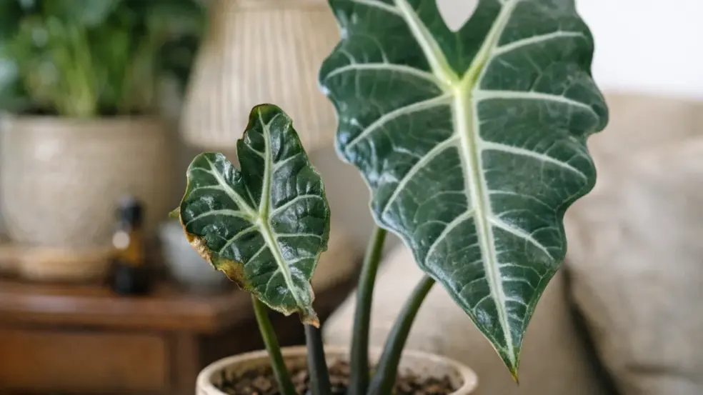 6 erros de umidade que reduzem o tamanho das folhas da Alocasia-amazônica 6 erros de umidade que reduzem o tamanho das folhas da Alocasia-amazônica