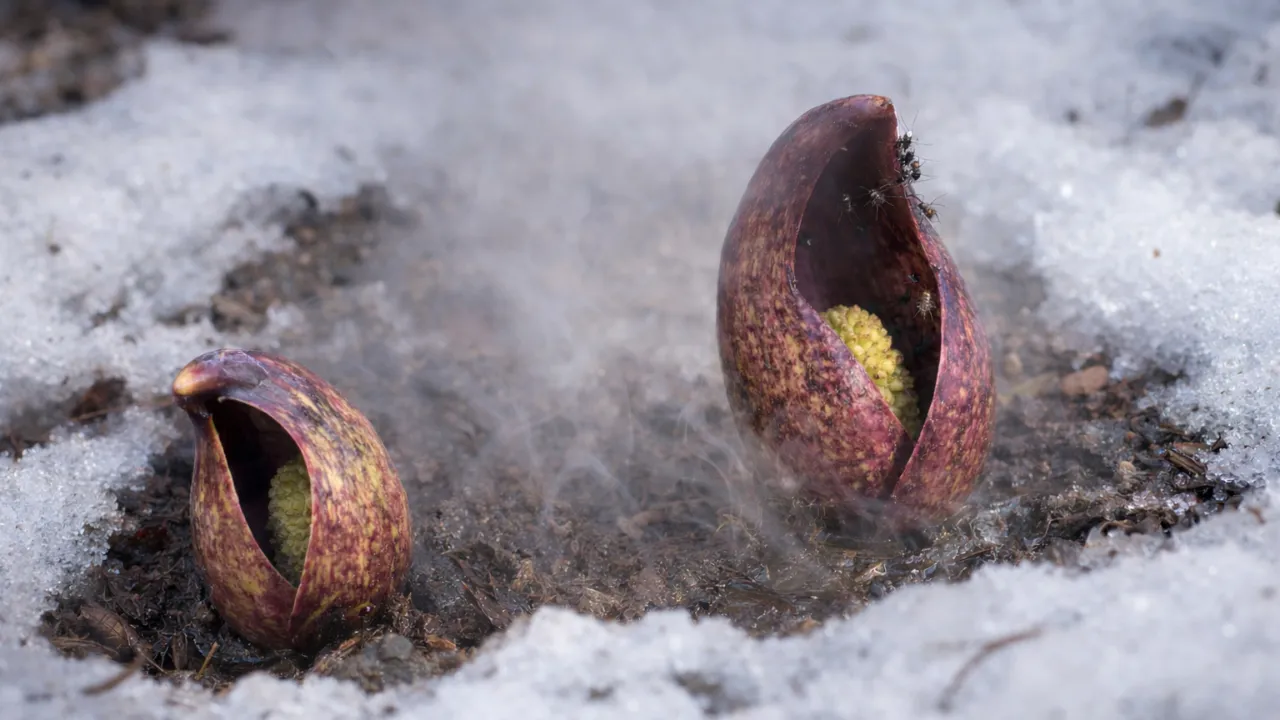 8 fatos perturbadores sobre o repolho-skunk oriental