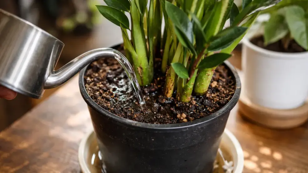 Esse erro comum mata uma zamioculca mais rápido do que a falta de água Esse erro comum mata uma zamioculca mais rápido do que a falta de água