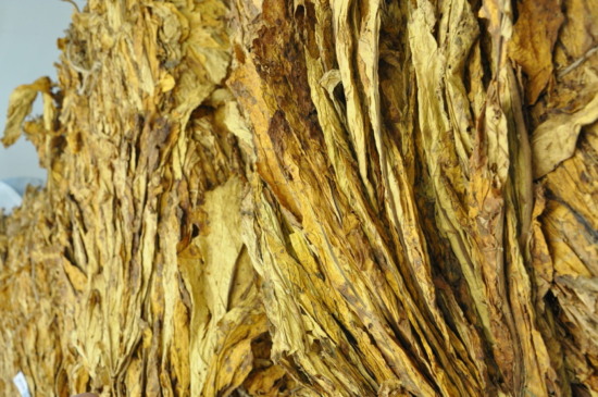 Safra já passou de 50% da colheita (Foto: Luciana Jost Radtke/AI Afubra)