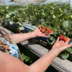 Morangos no per&iacute;odo do ver&atilde;o: demanda elevada e baixa oferta