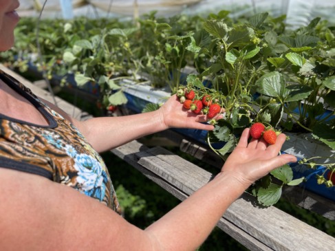 Morangos no período do verão: demanda elevada e baixa oferta