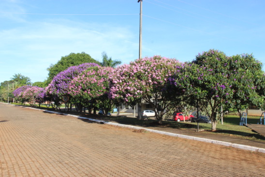 Típica da Mata Atlântica, quaresmeira possui pequeno porte e é uma das espécies indicadas para locais onde há rede elétrica (Foto: Reprodução/Embrapa)