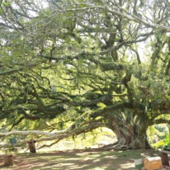 Figueira Centen&aacute;ria, em Linha Silva Tavares, &eacute; um dos principais pontos tur&iacute;sticos do munic&iacute;pio (Foto: AI Prefeitura)