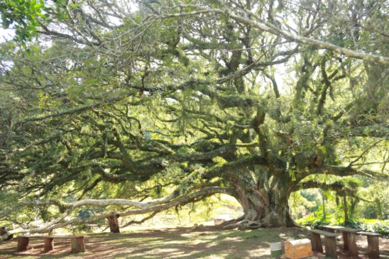 Figueira Centenária, em Linha Silva Tavares, é um dos principais pontos turísticos do município (Foto: AI Prefeitura)
