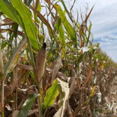 &Aacute;rea destinada para a cultura teve aumento nesta safra (Fotos: J&uacute;nior Posselt/Folha do Mate)