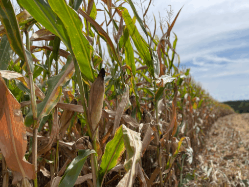 Área destinada para a cultura teve aumento nesta safra (Fotos: Júnior Posselt/Folha do Mate)