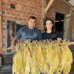 Produtores de Linha Tangerinas confirmam problemas para conseguir m&atilde;o de obra nas &uacute;ltimas safras (Foto: J&uacute;nior Posselt/Folha do Mate)
