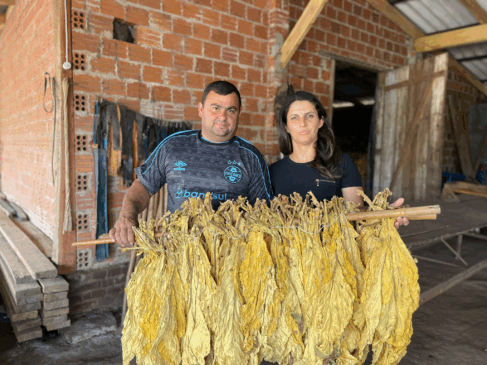 Produtores de Linha Tangerinas confirmam problemas para conseguir mão de obra nas últimas safras (Foto: Júnior Posselt/Folha do Mate)