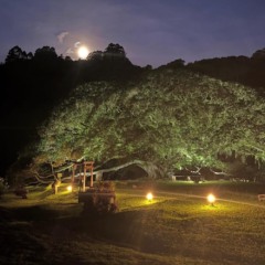 Evento ser&aacute; realizado no S&iacute;tio da Figueira Centen&aacute;ria a partir das 19h (Foto: Divulga&ccedil;&atilde;o)