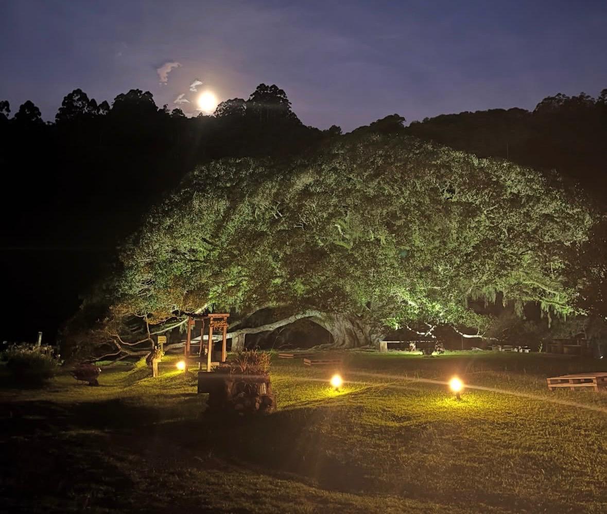 Evento será realizado no Sítio da Figueira Centenária a partir das 19h (Foto: Divulgação) Evento será realizado no Sítio da Figueira Centenária a partir das 19h (Foto: Divulgação)