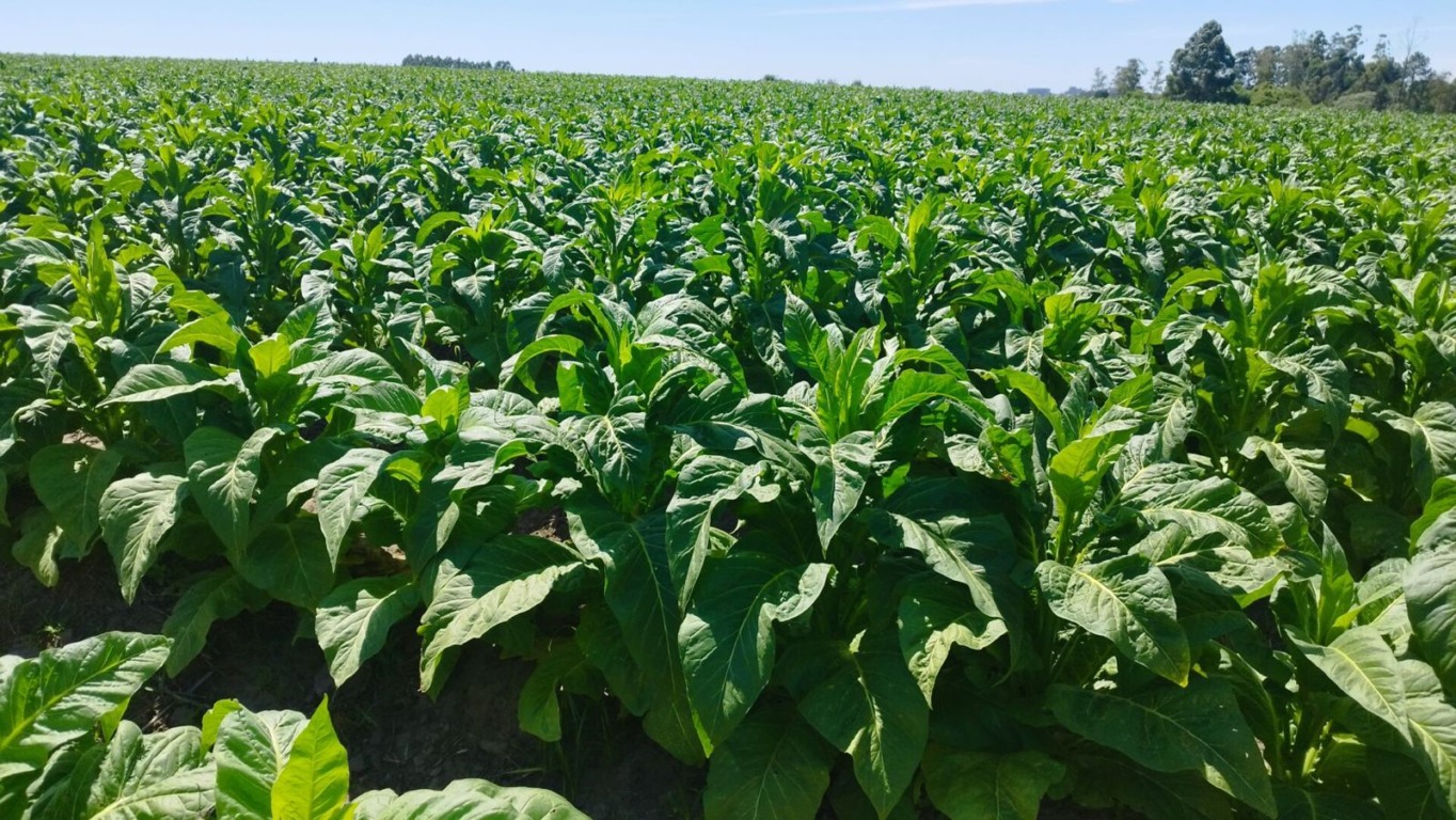(Foto: Luciana Jost Radtke/ Divulgação Afubra) (Foto: Luciana Jost Radtke/ Divulgação Afubra)