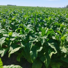 (Foto: Luciana Jost Radtke/ Divulga&ccedil;&atilde;o Afubra)