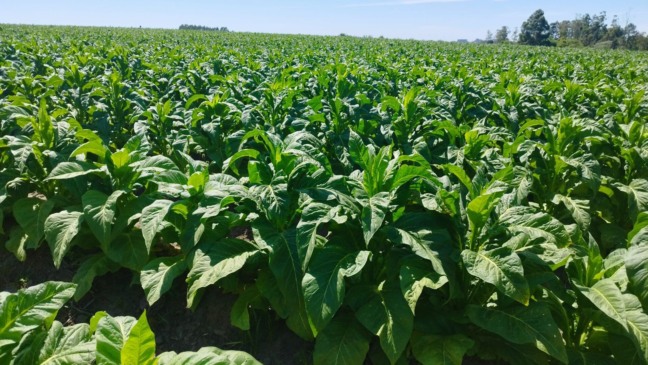 (Foto: Luciana Jost Radtke/ Divulgação Afubra)