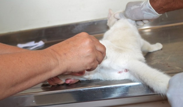 Castração animal em Feira de Santana ganha dia municipal.